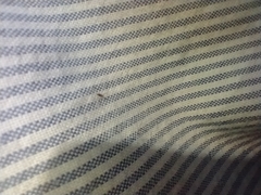 Ctenocephalides canis