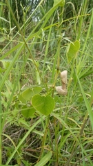 Aristolochia argentina