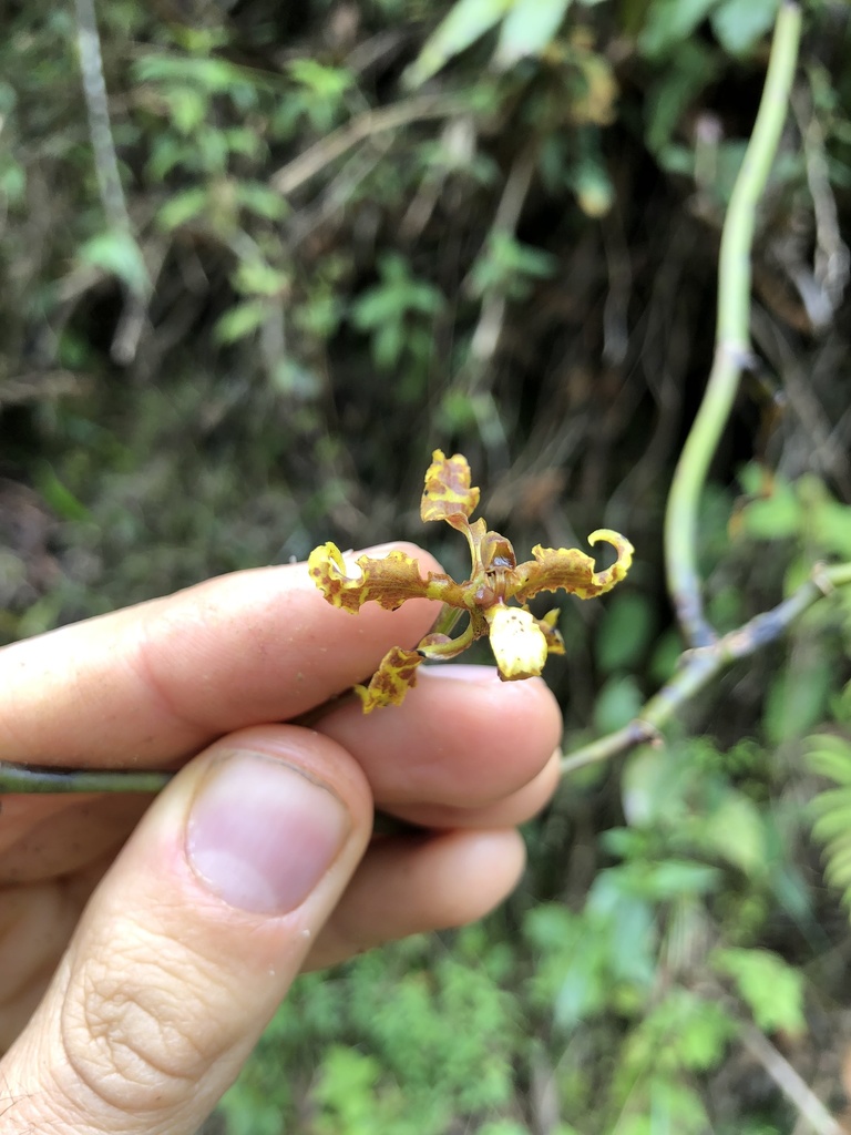 Cyrtochilum divaricatum