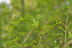 Ligustrum vulgare