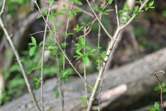 Ligustrum vulgare