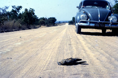 Caprimulgus pectoralis