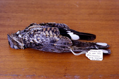 Caprimulgus pectoralis