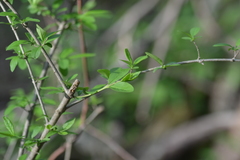 Ligustrum vulgare