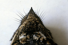 Caprimulgus pectoralis