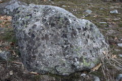 Rhizocarpon bolanderi