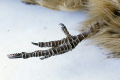 Caprimulgus pectoralis