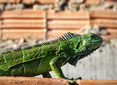 Iguana iguana