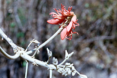Erythrina abyssinica