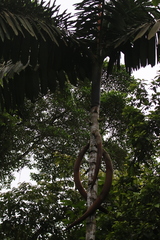 Socratea exorrhiza