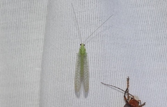 Pseudomallada perfectus