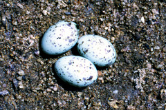 Ploceus velatus