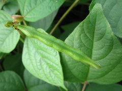 Vigna radiata