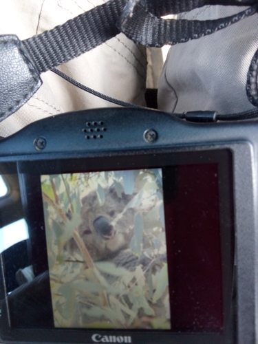 Koala