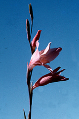 Gladiolus melleri