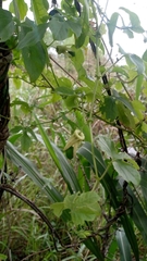 Passiflora morifolia