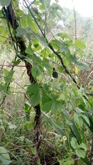 Passiflora morifolia