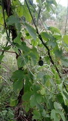 Passiflora morifolia