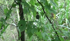 Passiflora morifolia