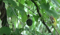 Passiflora morifolia