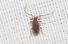 Ptinus