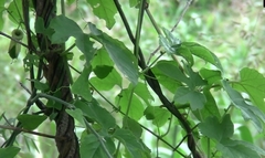 Passiflora morifolia