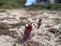 Castilleja exserta latifolia
