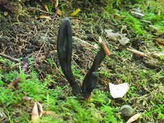Geoglossum difforme