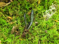 Geoglossum difforme