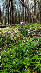 Phlox divaricata laphamii
