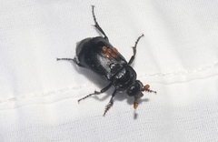 Nicrophorus nigrita