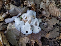 Phellodon niger alboniger