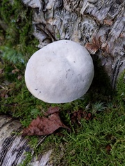 Hypomyces chlorinus