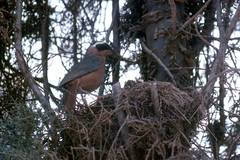 Cossypha heuglini heuglini