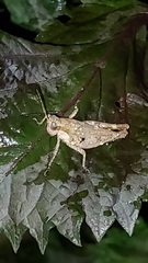 Ronderosia bergii