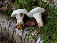 Hypomyces chlorinus