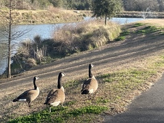 Branta canadensis image