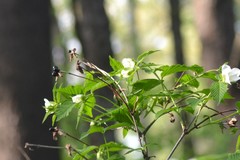 Rhodotypos scandens