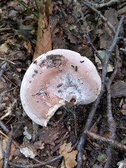 Hypomyces ochraceus