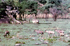 Damaliscus lunatus lunatus