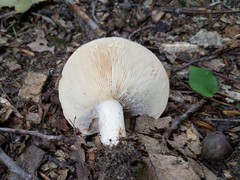 Hypomyces ochraceus
