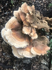 Bondarzewia kirkii