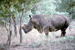 Ceratotherium simum simum