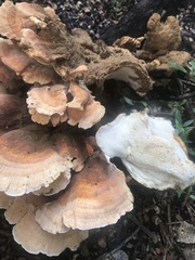 Bondarzewia kirkii