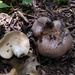 Clay-gilled Milkcap - Photo (c) huafang, some rights reserved (CC BY-NC), uploaded by huafang