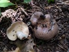 Clay-gilled Milkcap - Photo (c) huafang, some rights reserved (CC BY-NC), uploaded by huafang