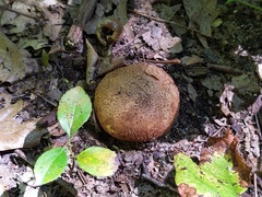 Scleroderma michiganense