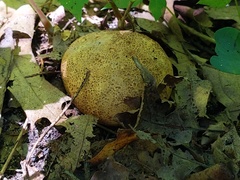 Scleroderma michiganense