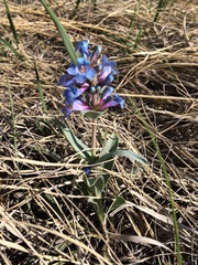 Penstemon nitidus