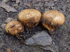 Scleroderma michiganense
